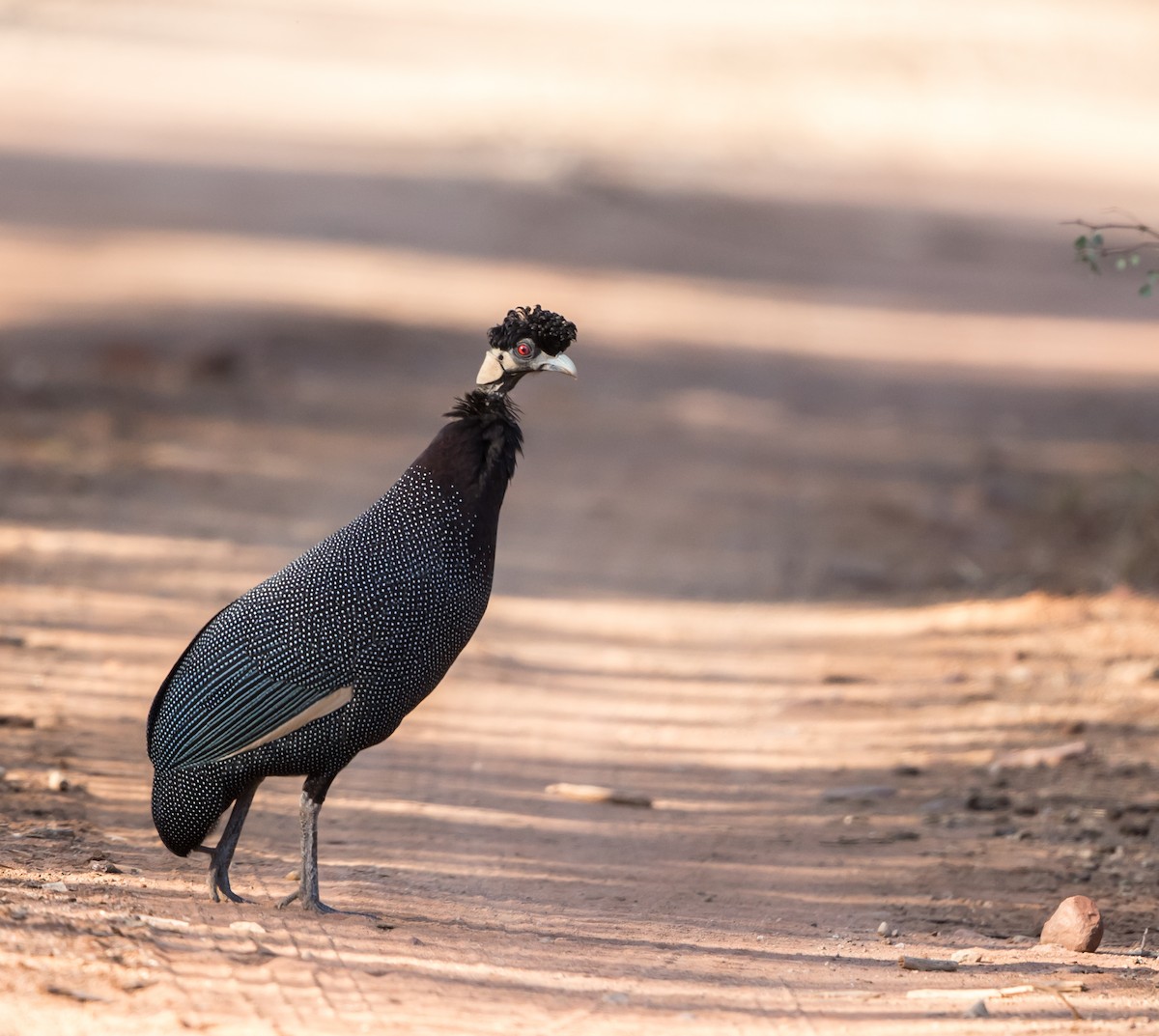 Southern Crested Guineafowl - ML178000971