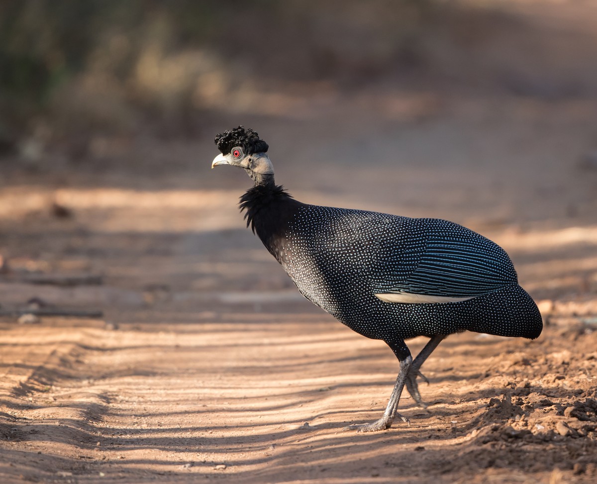 Southern Crested Guineafowl - ML178001011