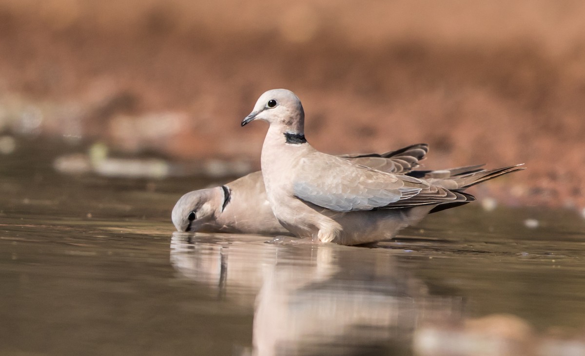 Ring-necked Dove - ML178001031