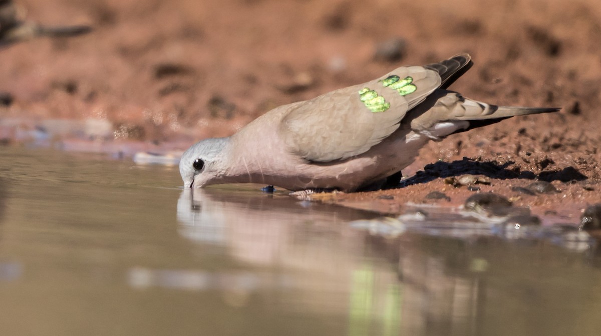 Emerald-spotted Wood-Dove - ML178001091