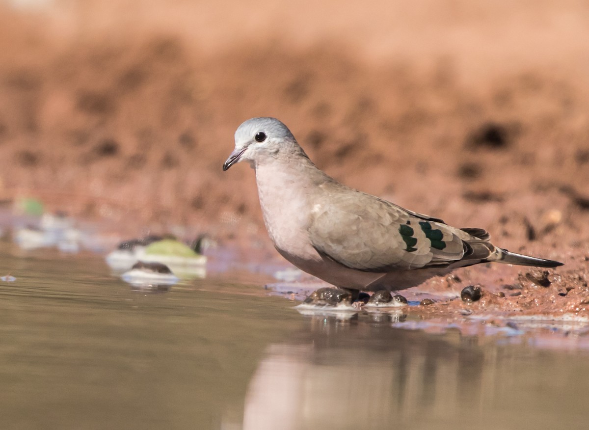 Emerald-spotted Wood-Dove - ML178001121