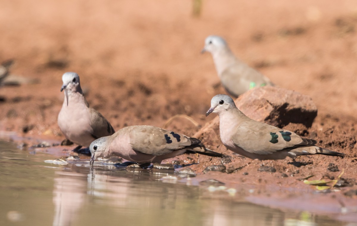 Emerald-spotted Wood-Dove - ML178001161