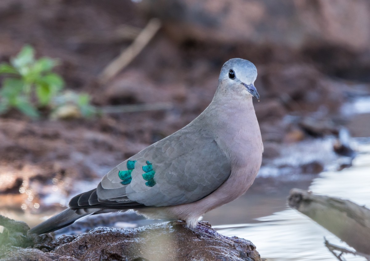 Emerald-spotted Wood-Dove - ML178001251