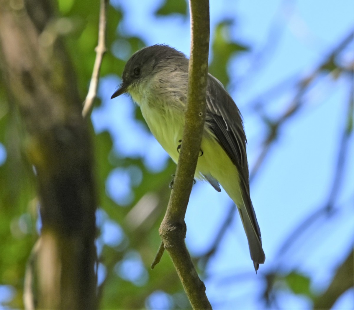 Eastern Phoebe - ML178002211