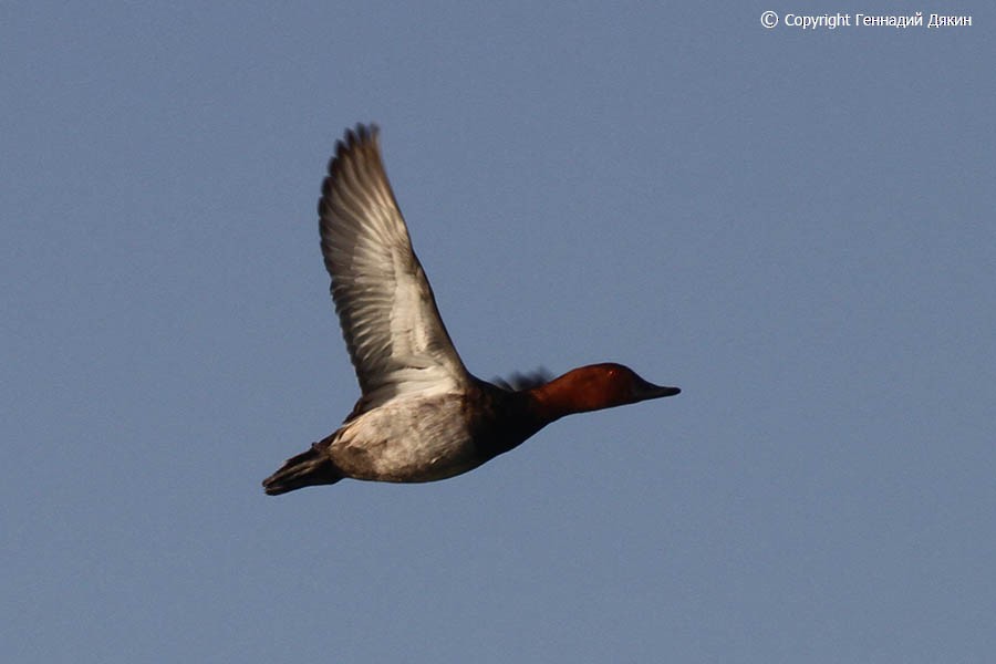 Common Pochard - ML178002501