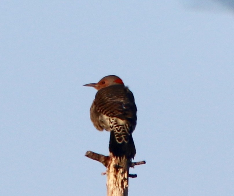 Northern Flicker - ML178003121