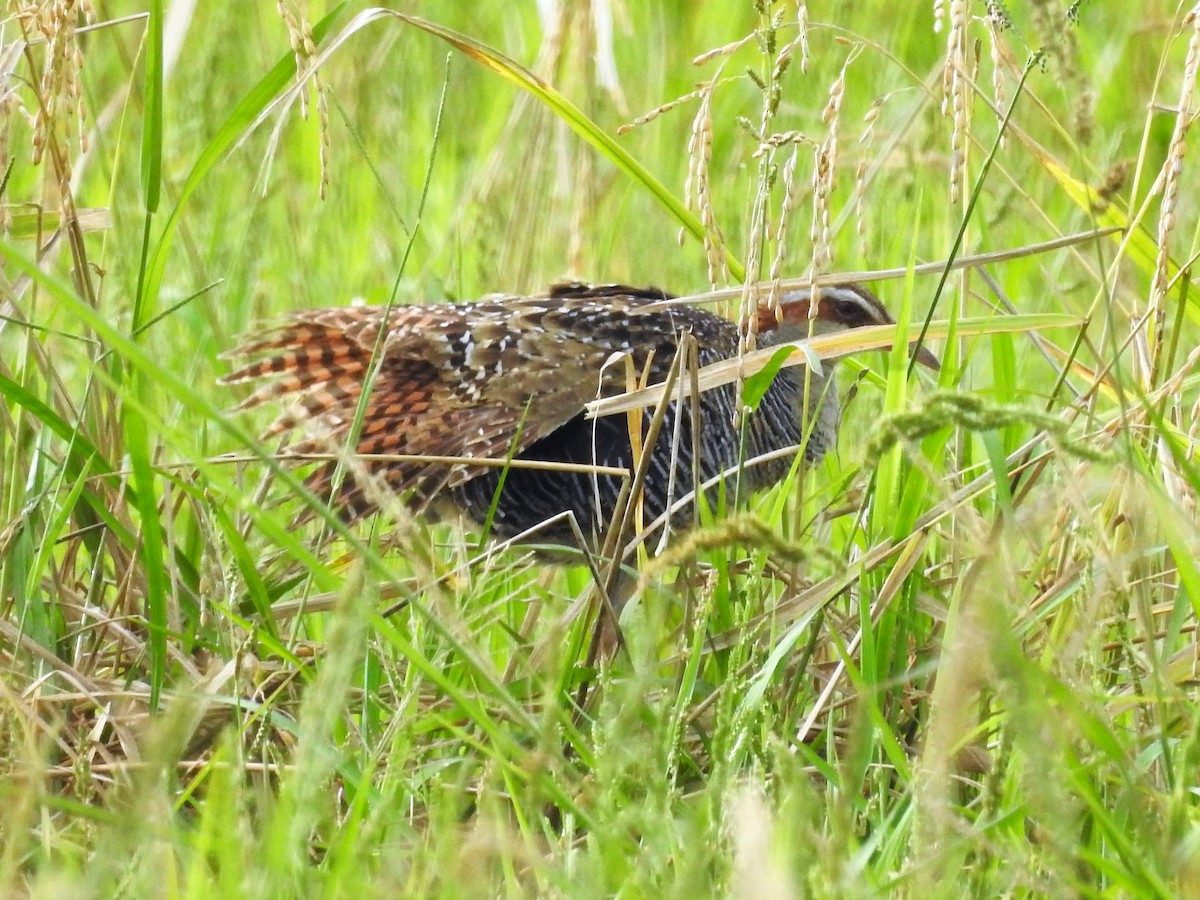 Buff-banded Rail - ML178004801