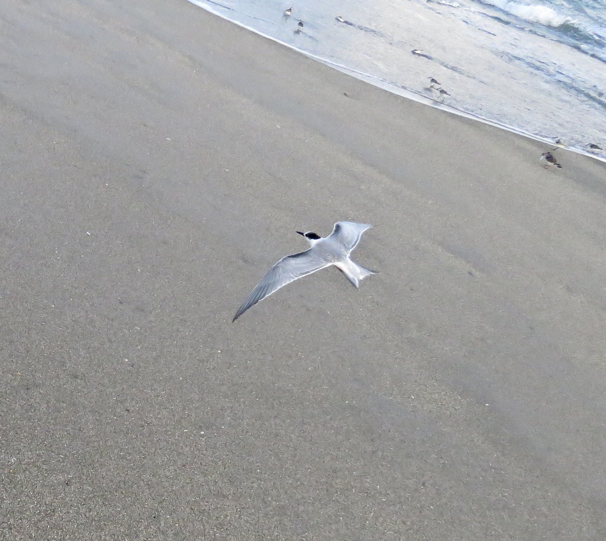 Common Tern - ML178005821