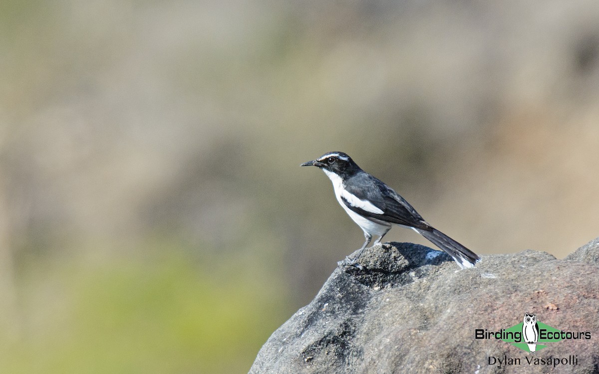 Angola Cave-Chat - Dylan Vasapolli - Birding Ecotours