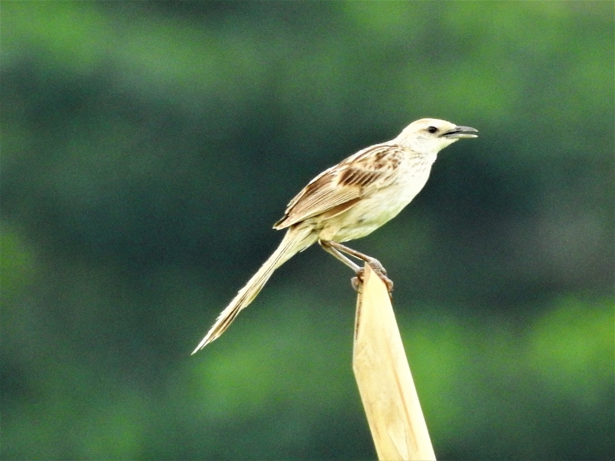 Striated Grassbird - ML178006001