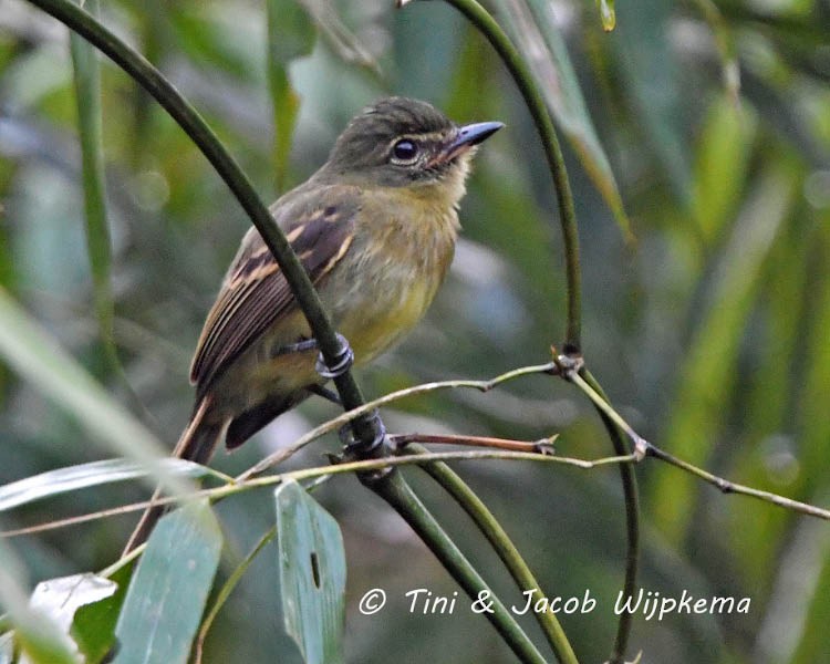 Large-headed Flatbill - ML178007861