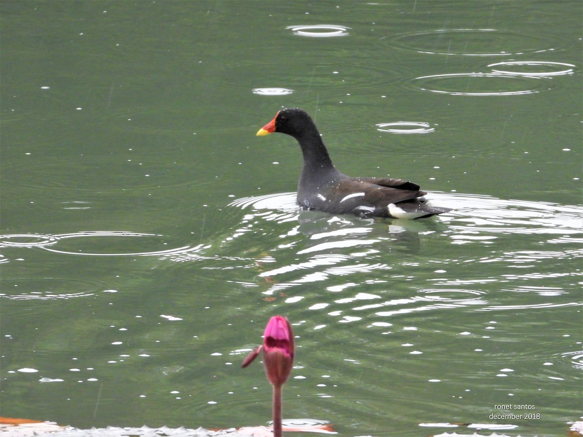 Eurasian Moorhen - ML178009051