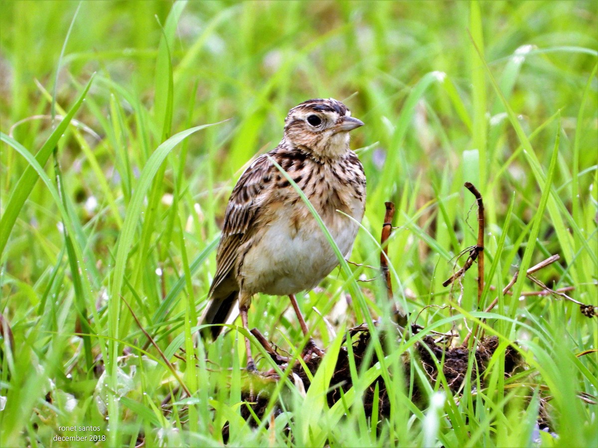 Oriental Skylark - ML178009111