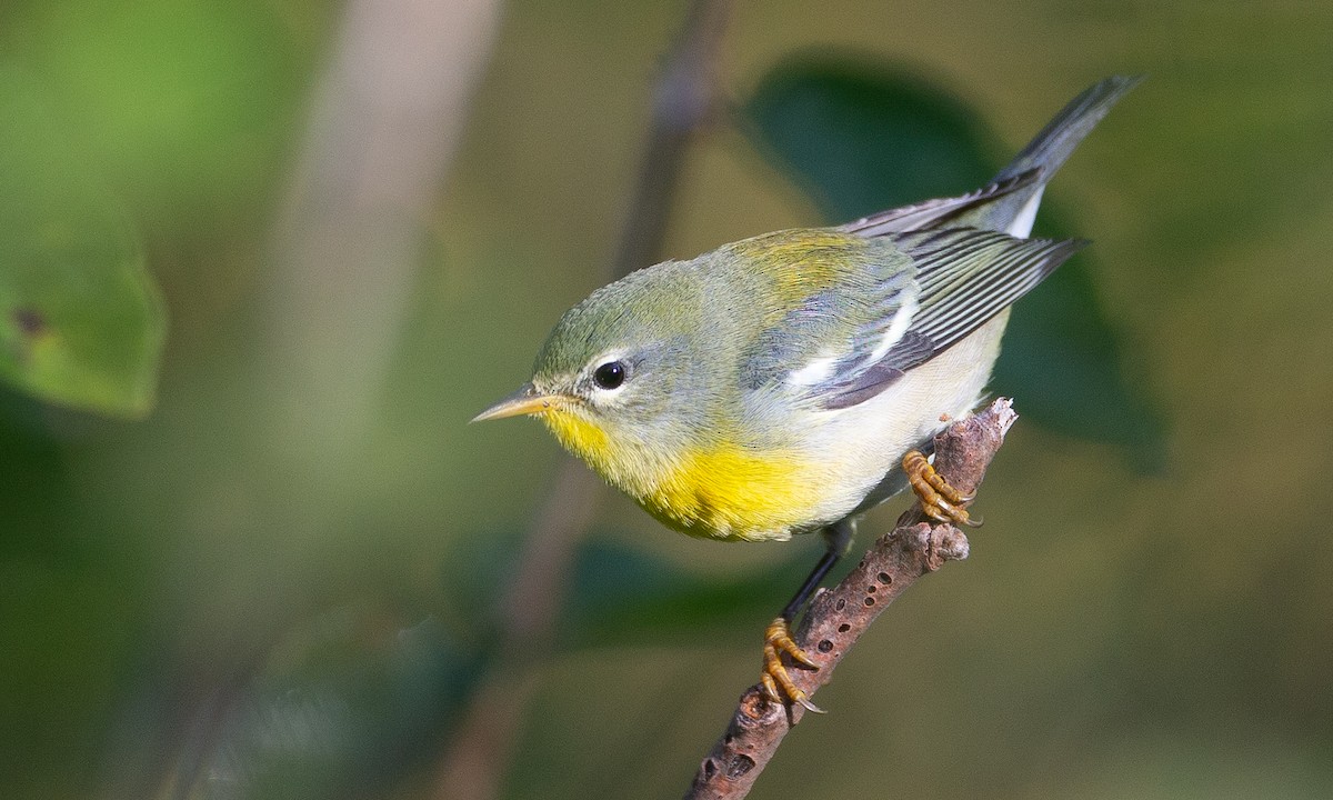 Northern Parula - ML178009731