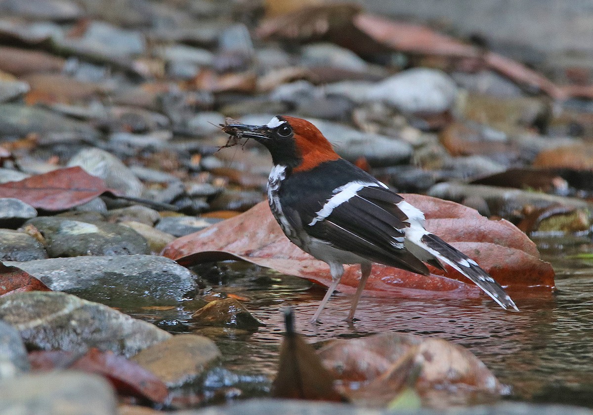 Chestnut-naped Forktail - Tim Avery