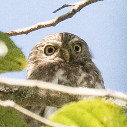 Peruvian Pygmy-Owl - John Kendall