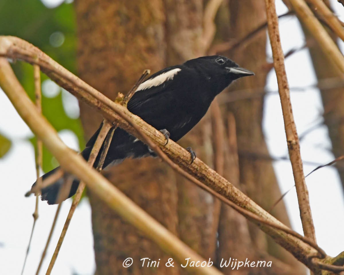 White-shouldered Tanager - Tini & Jacob Wijpkema