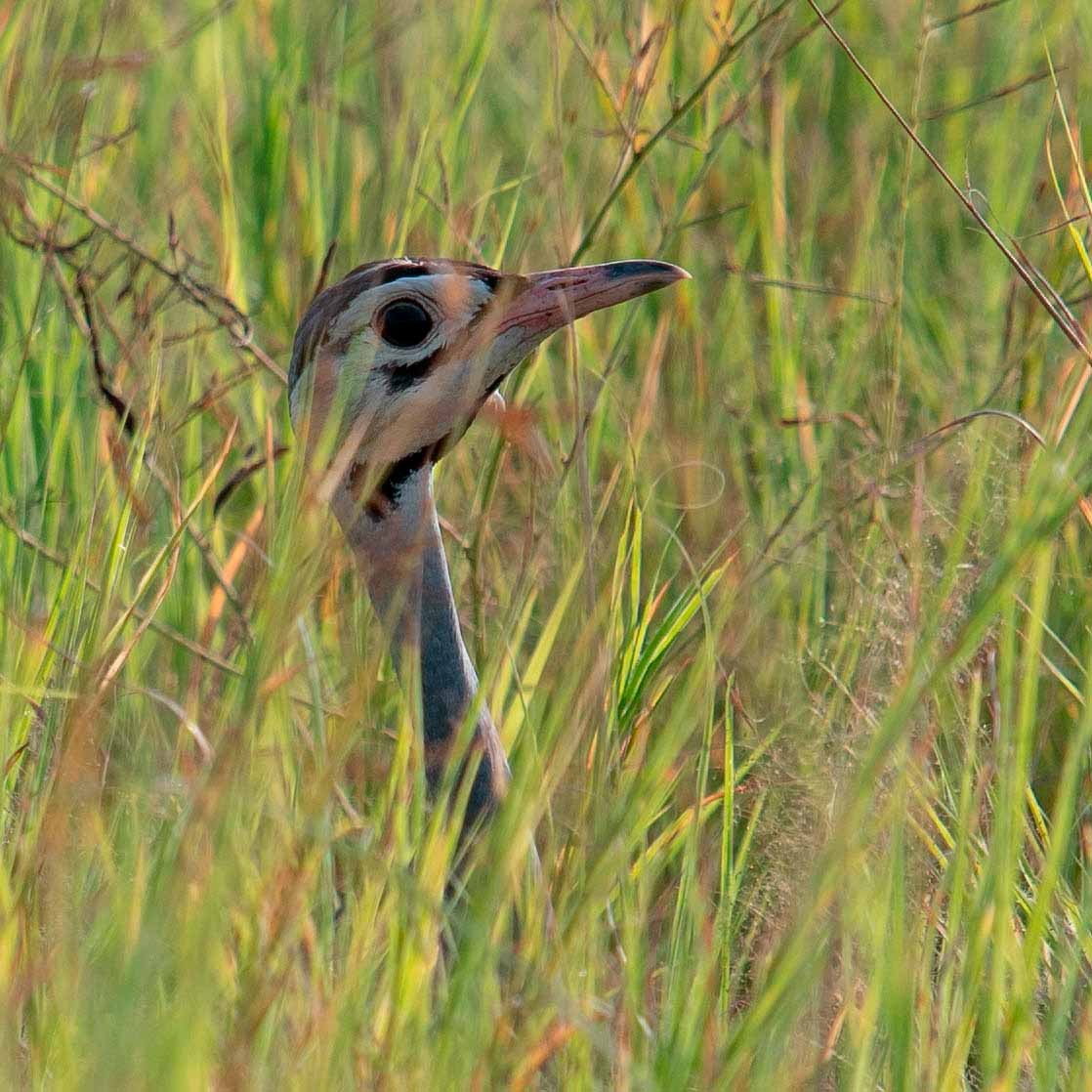 White-bellied Bustard - ML178012431