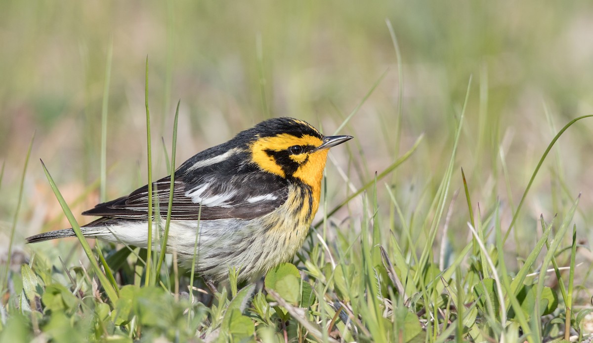 Blackburnian Warbler - ML178013151