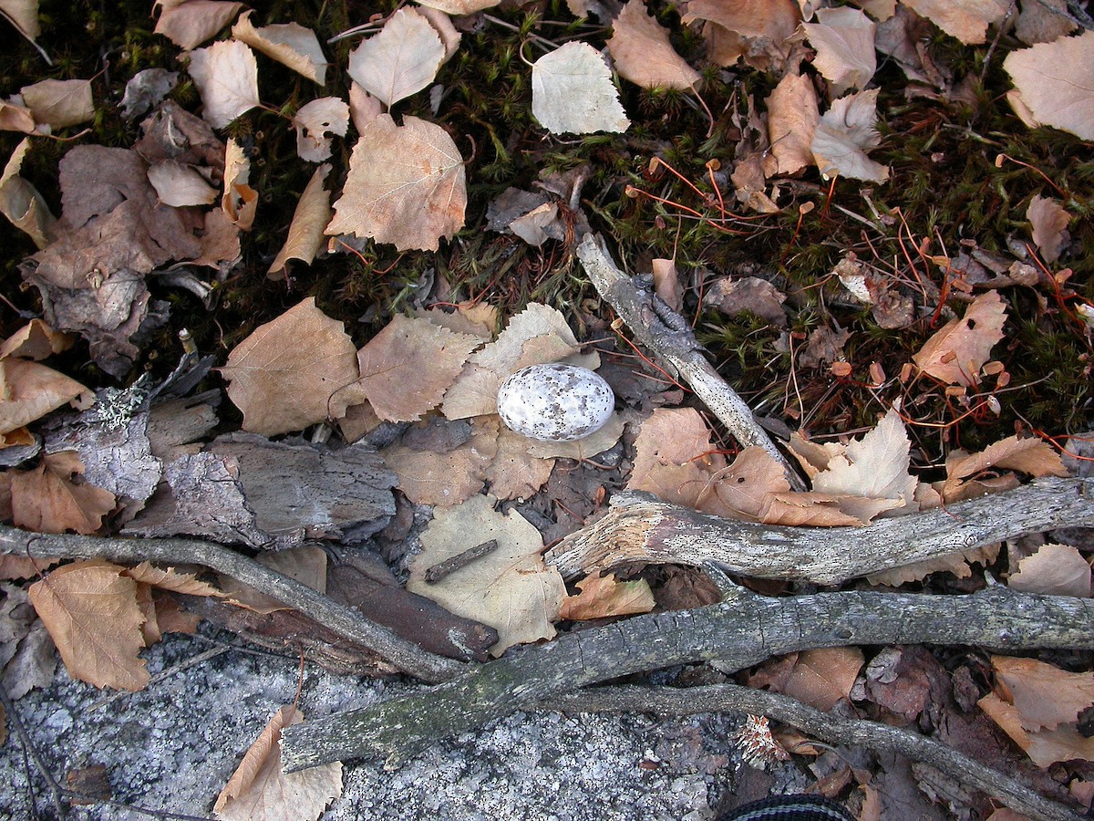 Eurasian Nightjar - ML178014031