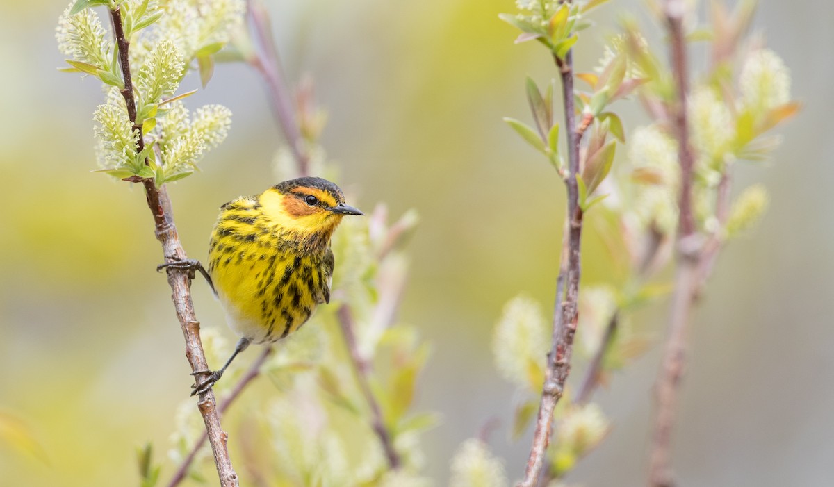 Cape May Warbler - ML178014161