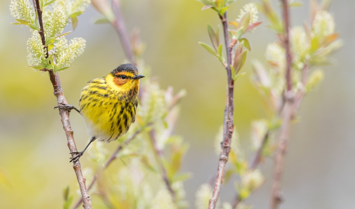 Cape May Warbler - Ian Davies
