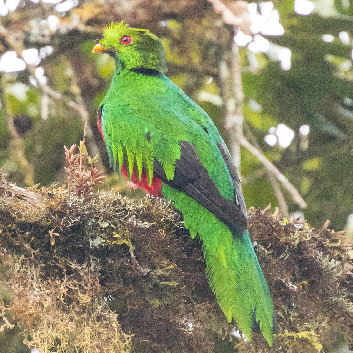 Crested Quetzal - ML178014981