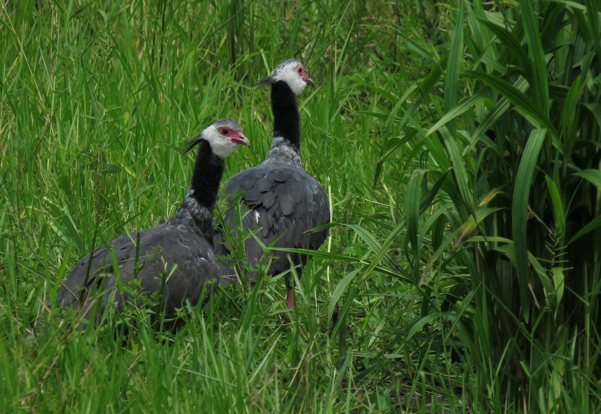 Northern Screamer - Iván Lau