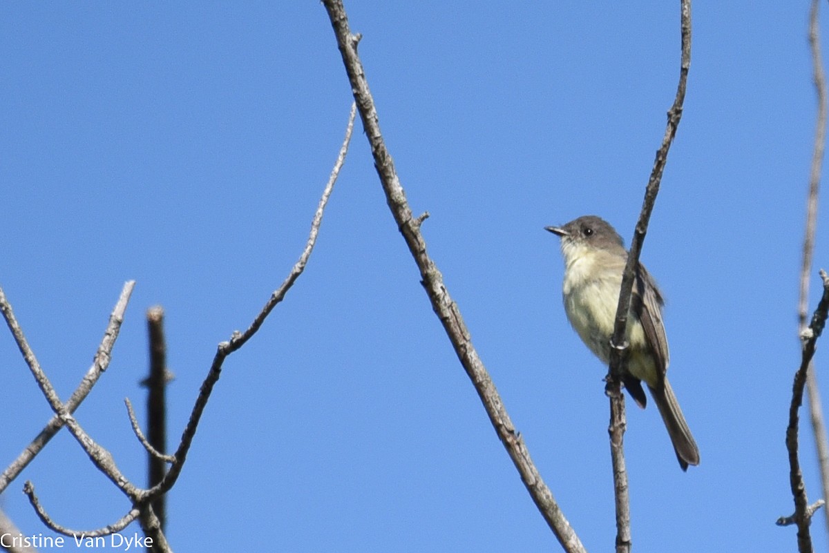 Eastern Phoebe - Cristine Van Dyke