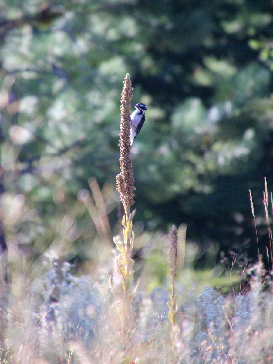 Hairy Woodpecker - ML178017421