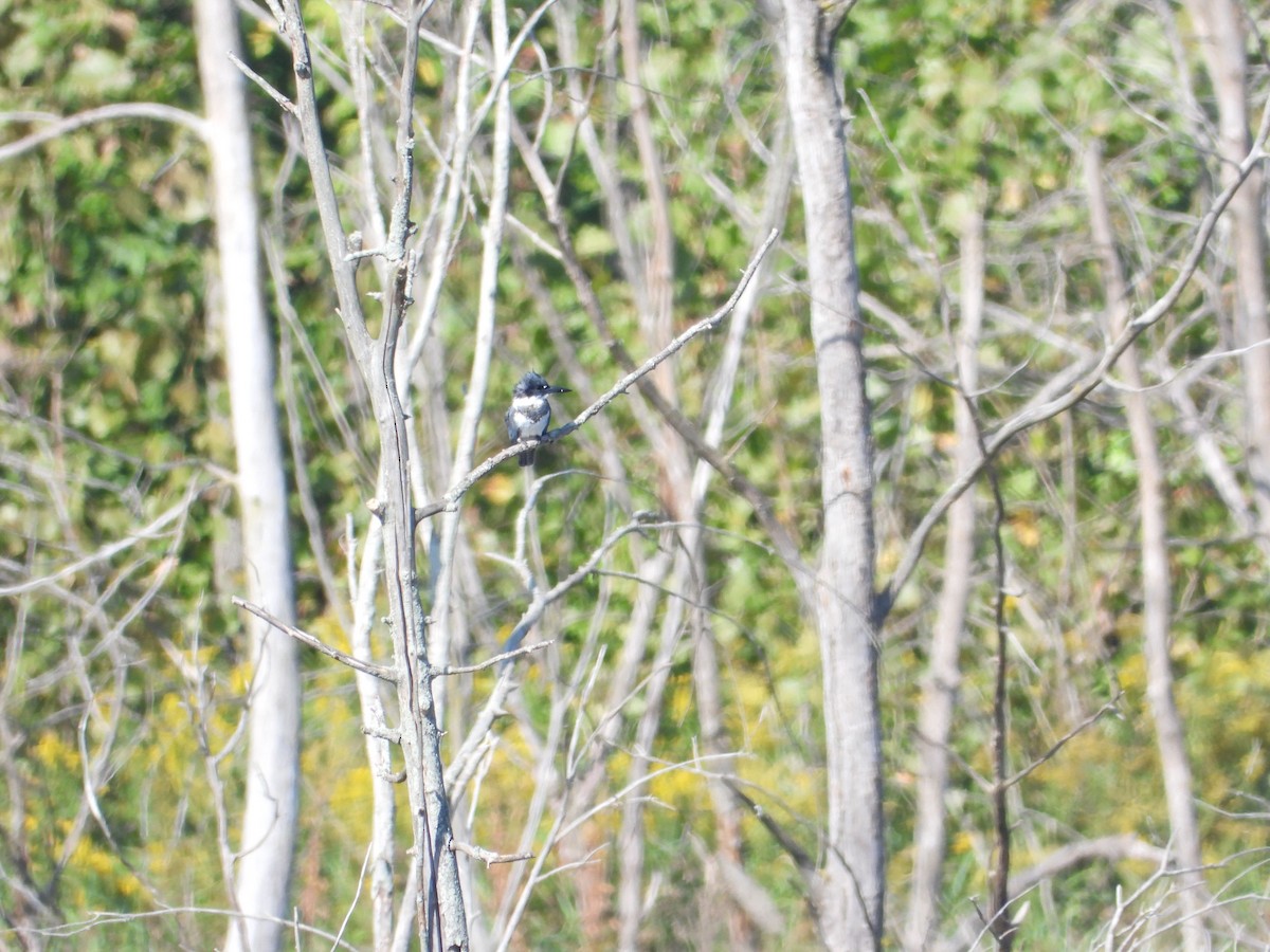 Belted Kingfisher - ML178018241