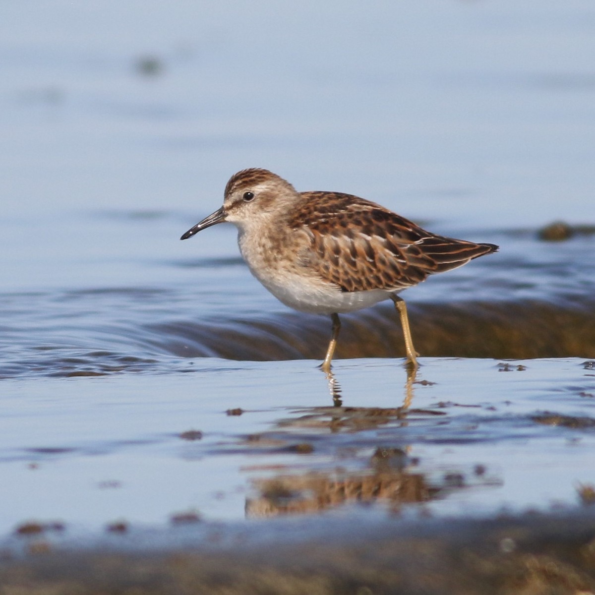 Least Sandpiper - ML178018701
