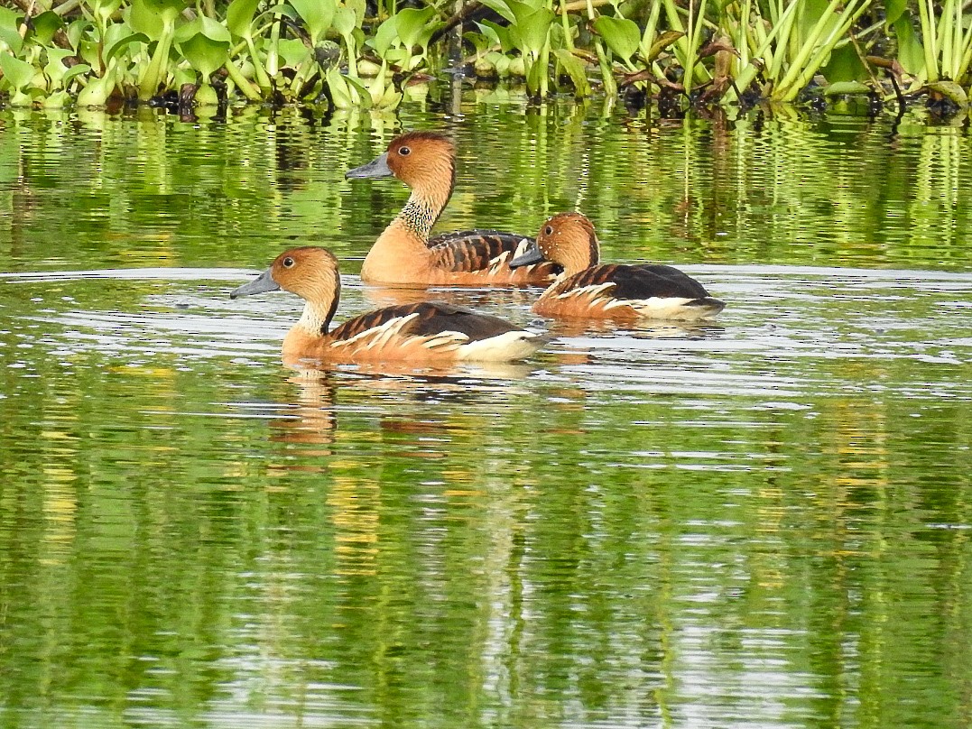 Fulvous Whistling-Duck - ML178019701