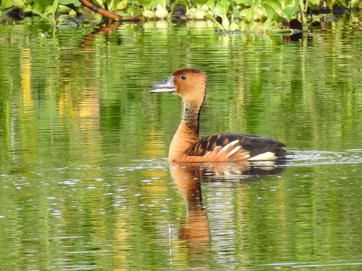 Fulvous Whistling-Duck - ML178019711