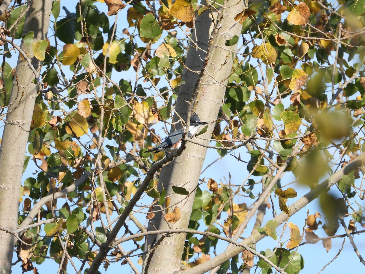 Belted Kingfisher - ML178021111