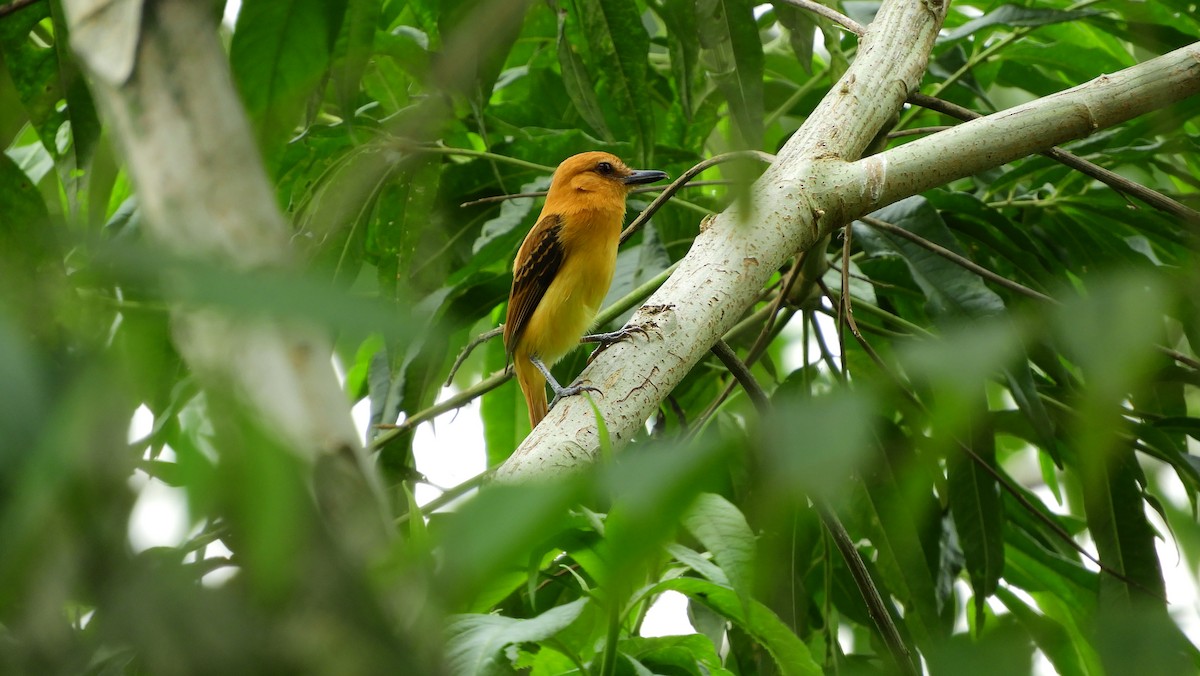 Ochraceous Attila - Jorge Muñoz García   CAQUETA BIRDING