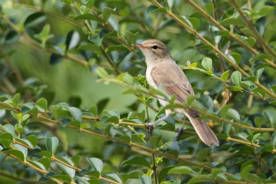 Booted Warbler - ML178021531