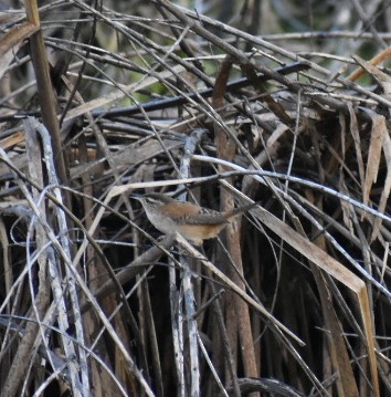 Marsh Wren - ML178022491