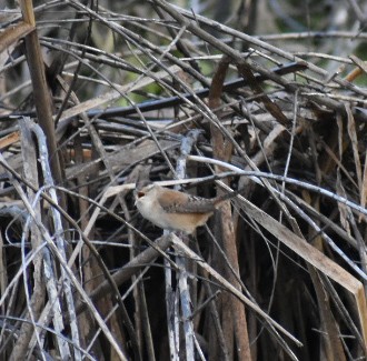 Marsh Wren - ML178022521