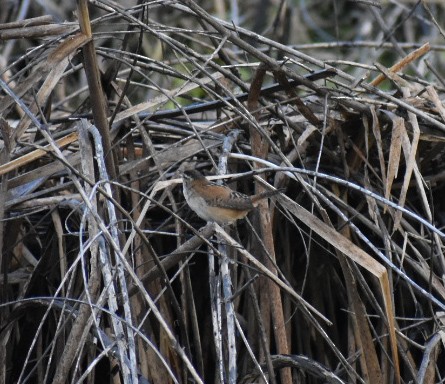 Marsh Wren - ML178022541