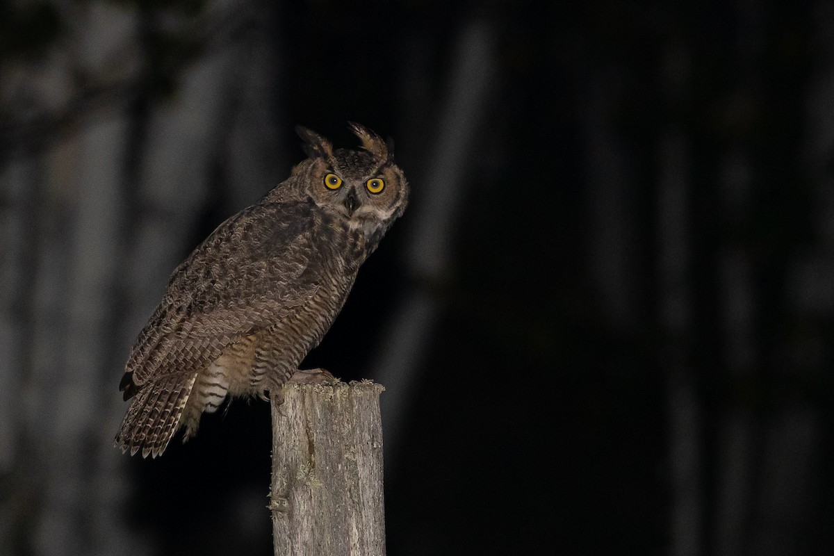 Great Horned Owl - bellemare celine