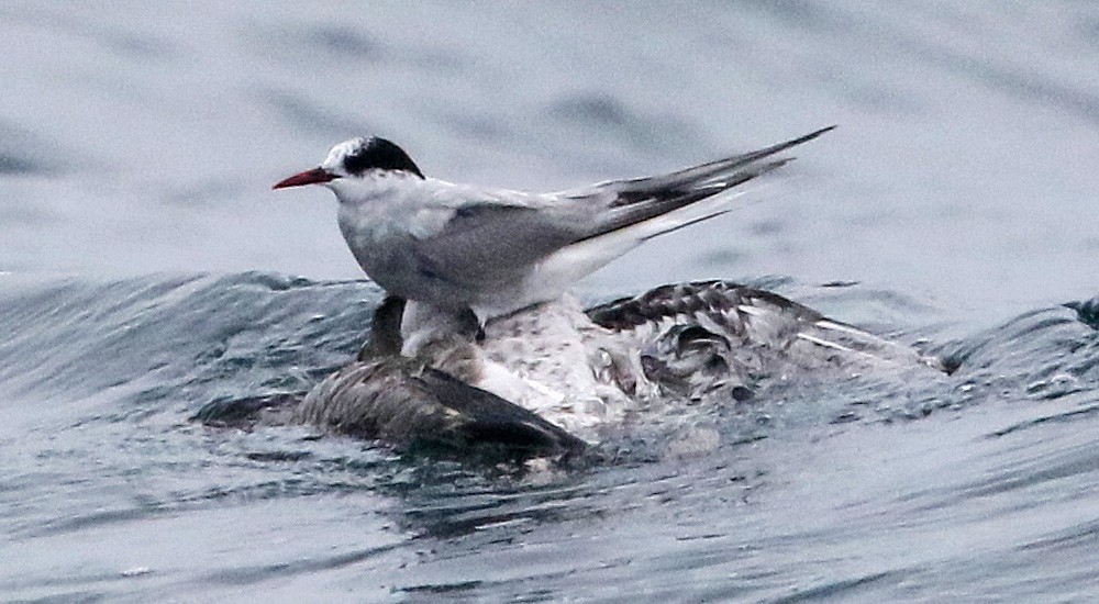 Arctic Tern - Bill Krick