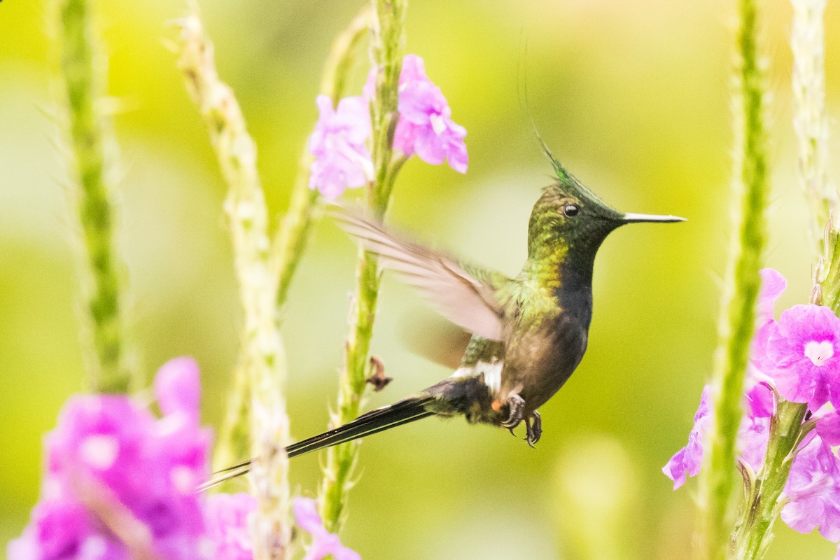 Wire-crested Thorntail - John Kendall