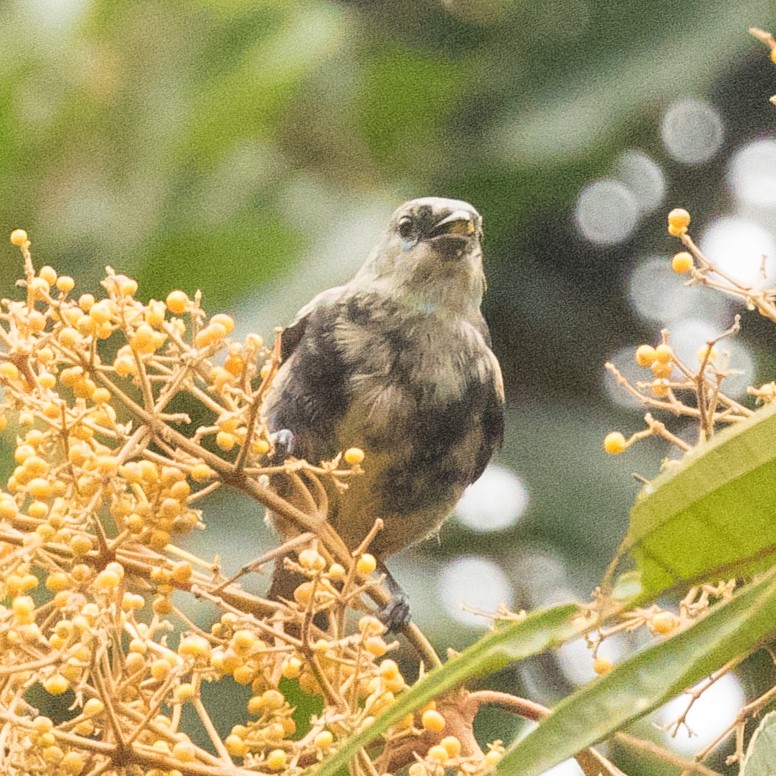 Masked Tanager - ML178025311