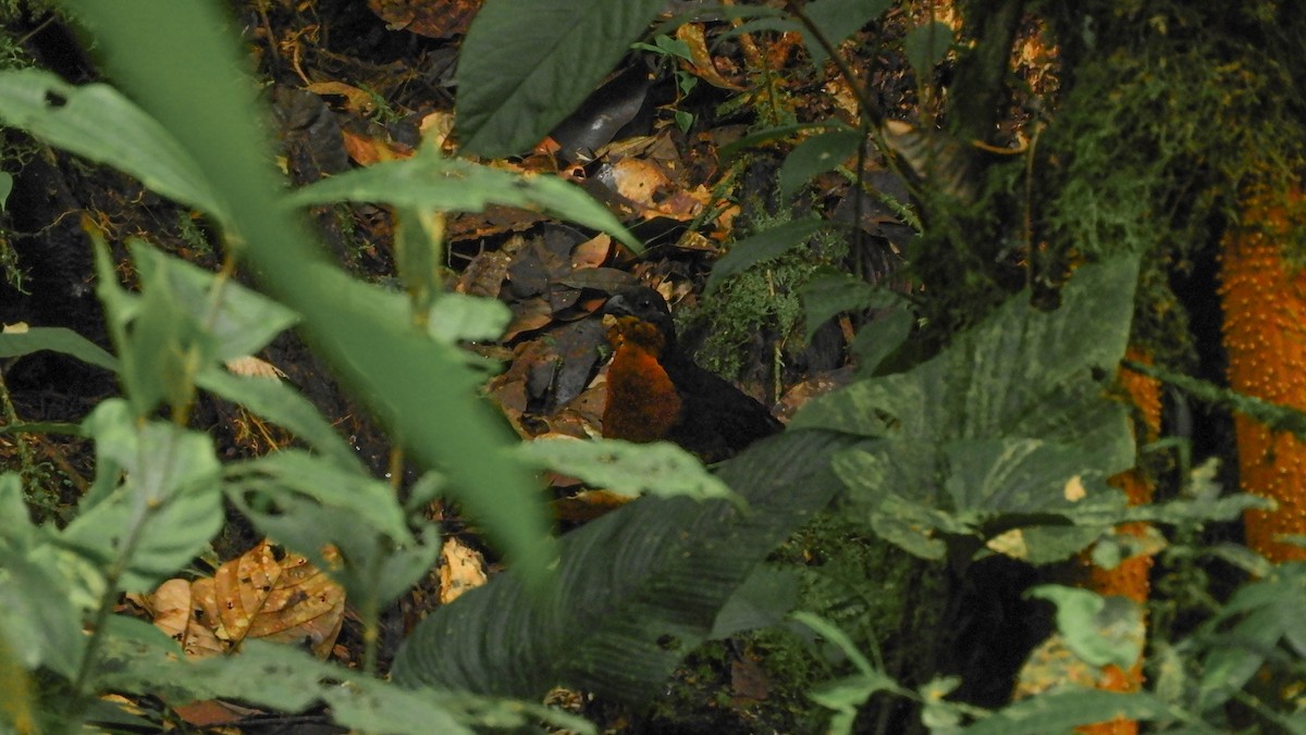 Dark-backed Wood-Quail - Jorge Muñoz García   CAQUETA BIRDING