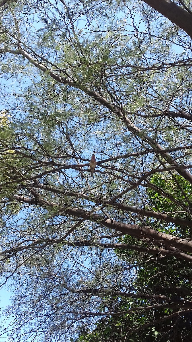 House Finch - ML178026501