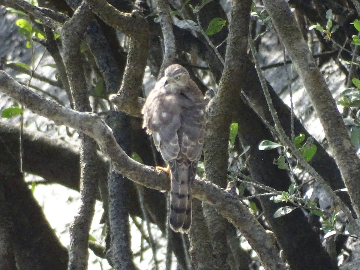 Shikra - ML178027721