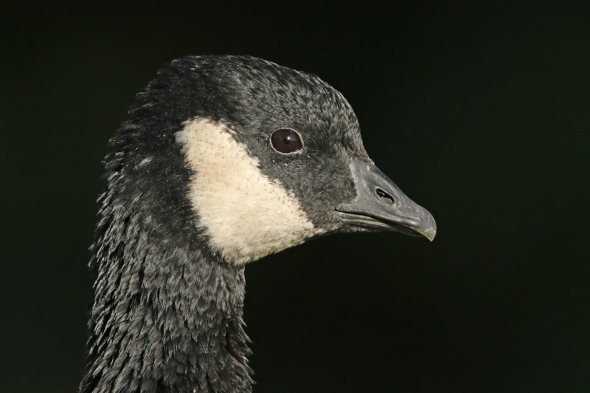 Cackling Goose - ML178028461