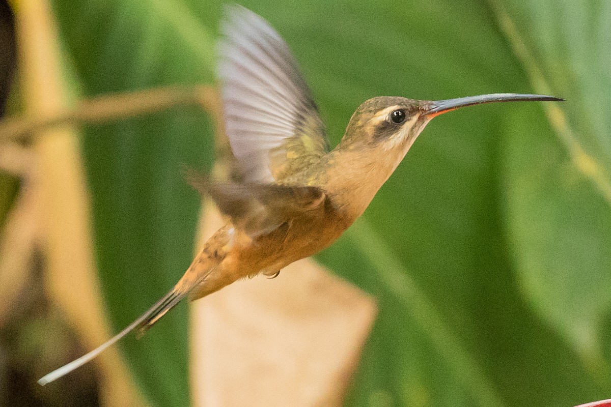 Koepckeschattenkolibri - ML178028481