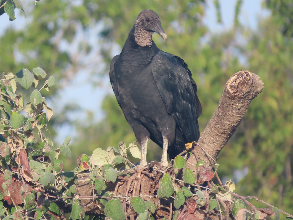 Black Vulture - Richard Kaskan